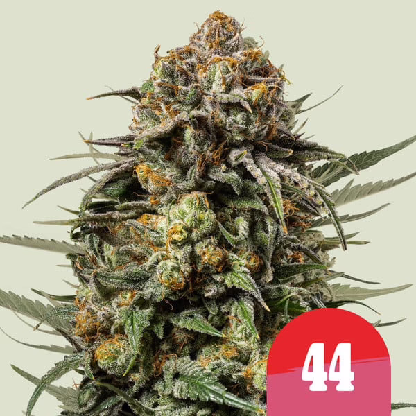Gelato 44 Seeds by Royal Queen Seeds