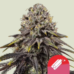Dynamite Diesel Seeds by Royal Queen Seeds