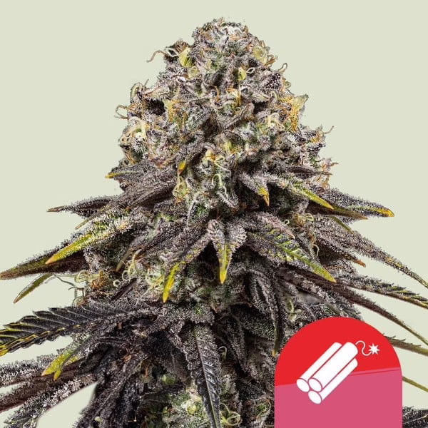 Dynamite Diesel Seeds by Royal Queen Seeds