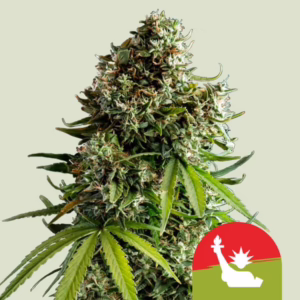 NYC Sour D Auto Seeds by Royal Queen Seeds