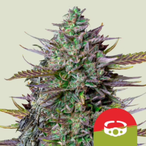 GOAT'lato Auto Seeds by Royal Queen Seeds
