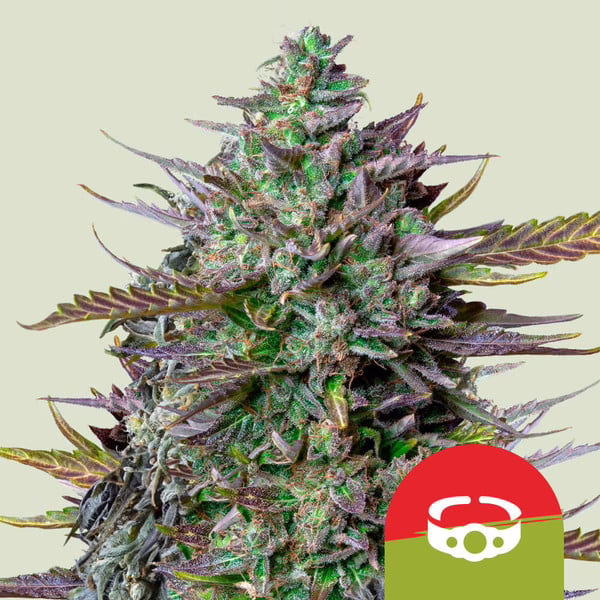 GOAT'lato Auto Seeds by Royal Queen Seeds