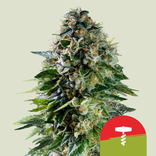 Corkscrew Auto Seeds by Royal Queen Seeds