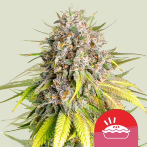 Punch Pie Seeds by Royal Queen Seeds