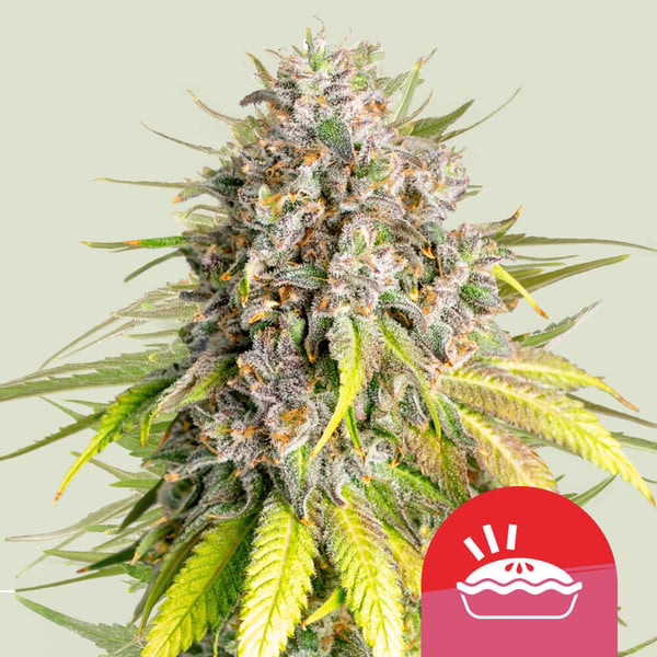 Punch Pie Seeds by Royal Queen Seeds