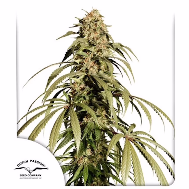 Ice Cream Haze Regular Seeds by Dutch Passion