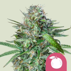 Tangie Seeds by Royal Queen Seeds
