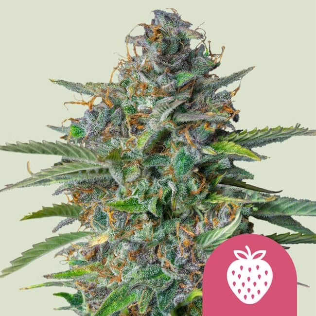 Strawberry Cough Seeds by Royal Queen Seeds