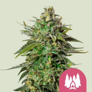 Larry OG Seeds by Royal Queen Seeds