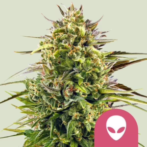 Alien OG Seeds by Royal Queen Seeds