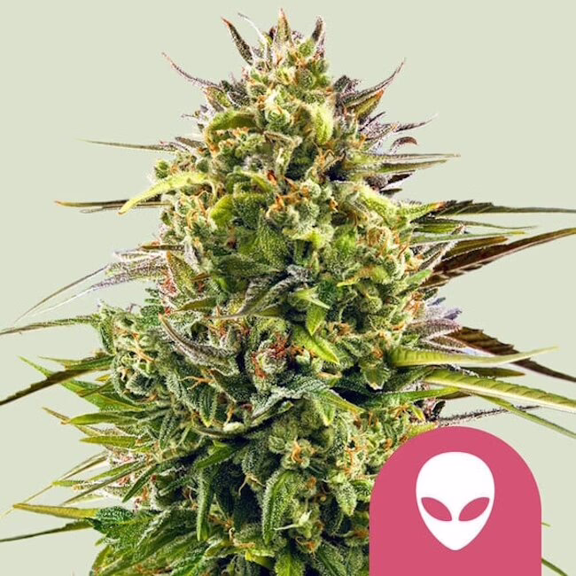 Alien OG Seeds by Royal Queen Seeds