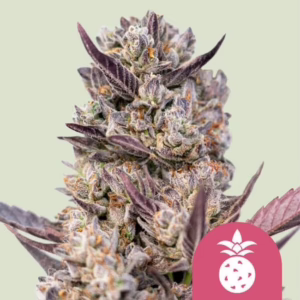 Tropicana Cookies Purple Seeds by Royal Queen Seeds