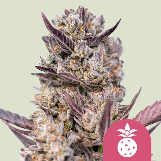 Tropicana Cookies Purple Seeds by Royal Queen Seeds