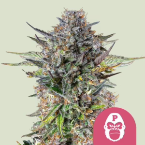 Pink Gorilla Seeds by Royal Queen Seeds