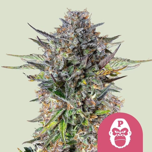 Pink Gorilla Seeds by Royal Queen Seeds