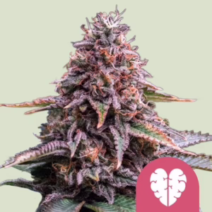 Pink Mist Seeds by Royal Queen Seeds
