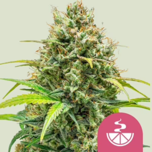 Lemon Skunk Seeds by Royal Queen Seeds