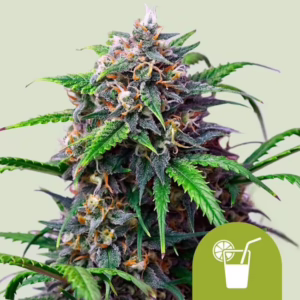 Purple Lemonade Auto Seeds by Royal Queen Seeds