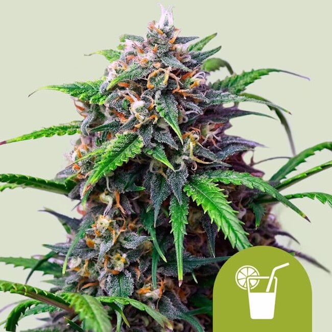 Purple Lemonade Auto Seeds by Royal Queen Seeds