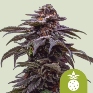 Tropicana Cookies Purple Auto Seeds by Royal Queen Seeds