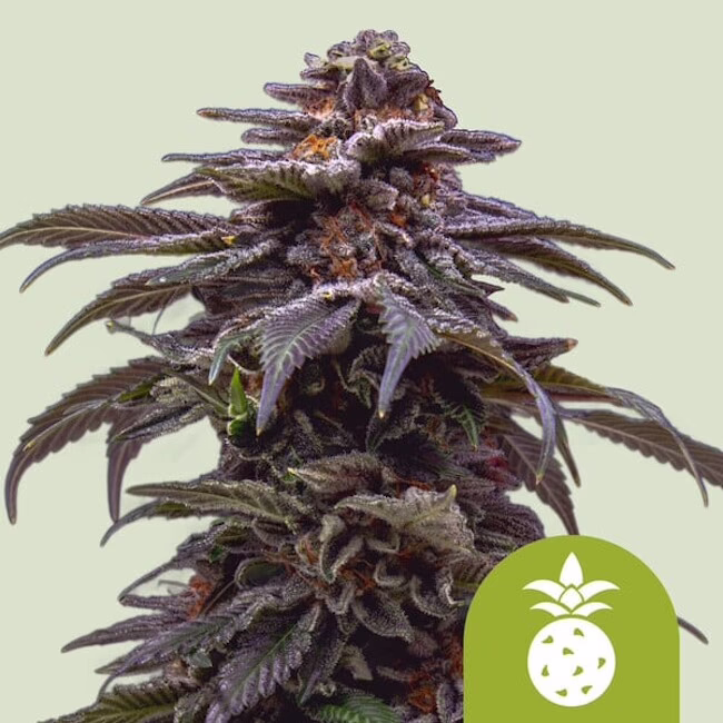 Tropicana Cookies Purple Auto Seeds by Royal Queen Seeds