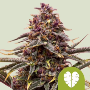 Pink Mist Auto Seeds by Royal Queen Seeds