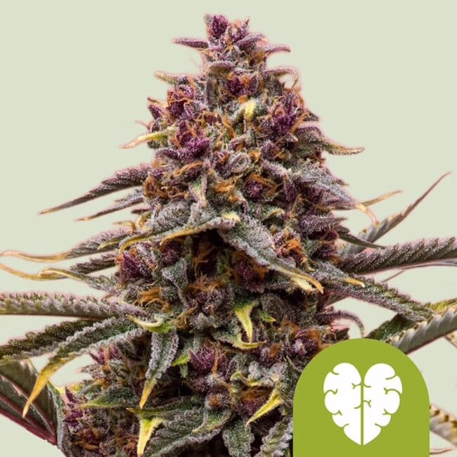Pink Mist Auto Seeds by Royal Queen Seeds