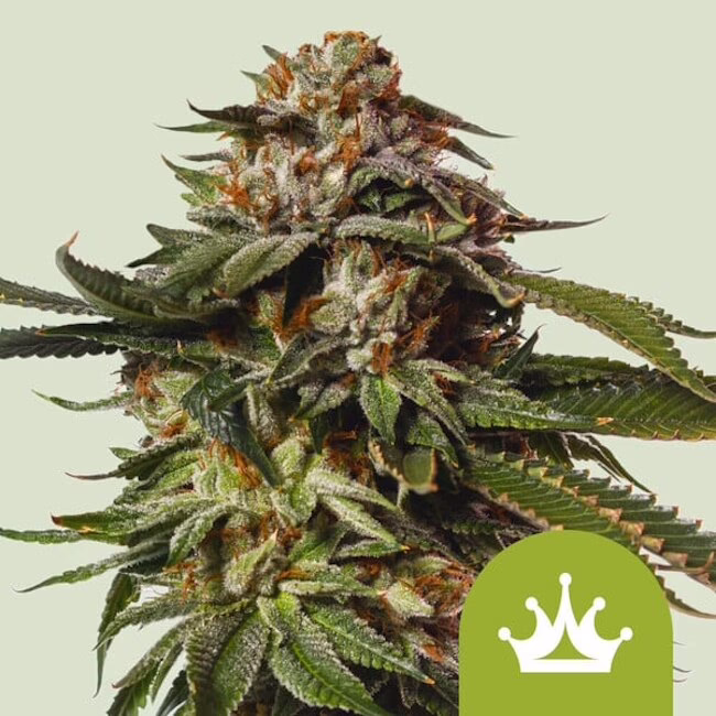 Special Queen #1 Auto Seeds by Royal Queen Seeds