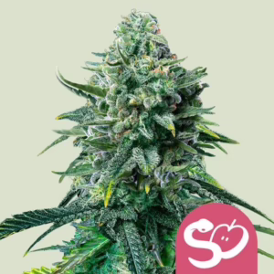 Forbidden Fruit Seeds by Royal Queen Seeds