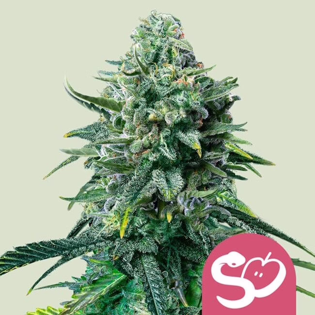 Forbidden Fruit Seeds by Royal Queen Seeds