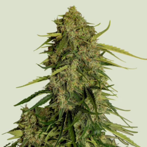 Atlas F1 Auto Seeds by Royal Queen Seeds