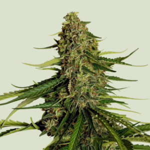 Gaia F1 Auto Seeds by Royal Queen Seeds