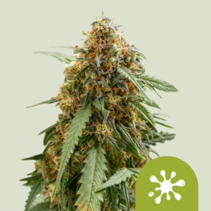 Sticky Queen Auto Seeds by Royal Queen Seeds