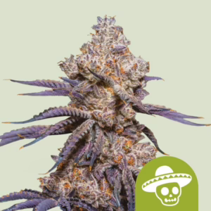 Mexican Rush Auto Seeds by Royal Queen Seeds