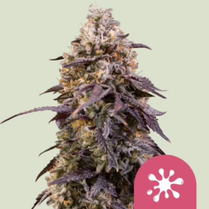 Sticky Queen Seeds by Royal Queen Seeds