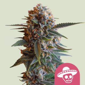 Mexican Rush Seeds by Royal Queen Seeds