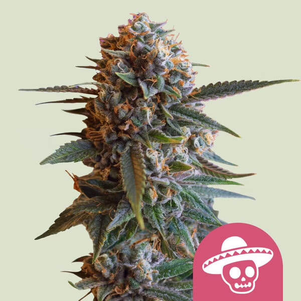 Mexican Rush Seeds by Royal Queen Seeds