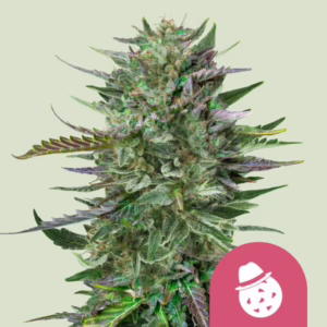 Do-Si-Dos Seeds by Royal Queen Seeds