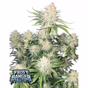 Frost Banger Auto Seeds by Fast Buds