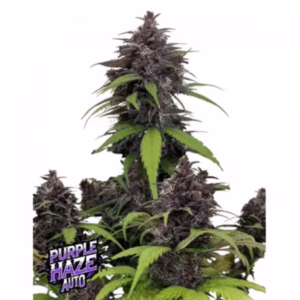 Purple Haze Auto Seeds by Fast Buds