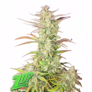 Z-Up Auto Seeds by Fast Buds