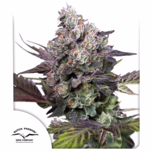 Candy Bubatz XL Seeds by Dutch Passion