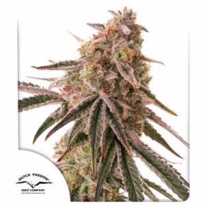 Frozen Biscotti Seeds by Dutch Passion