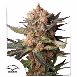 Frozen Biscotti Auto Seeds by Dutch Passion