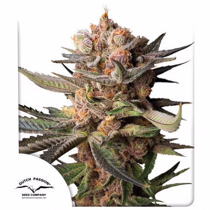 Frozen Biscotti Auto Seeds by Dutch Passion