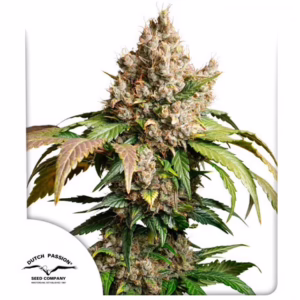 Red Tropicana Cookies Auto Seeds by Dutch Passion
