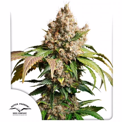 Red Tropicana Cookies Auto Seeds by Dutch Passion