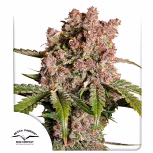 Strawberry Soda Auto Seeds by Dutch Passion