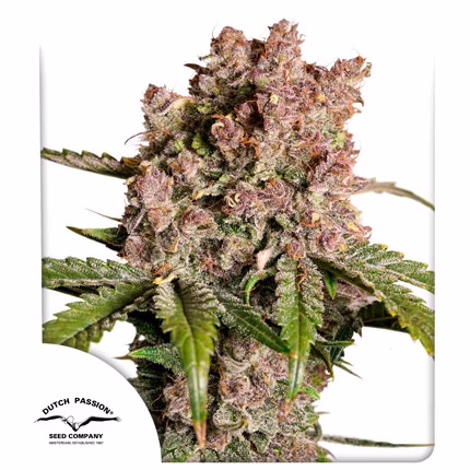 Strawberry Soda Auto Seeds by Dutch Passion