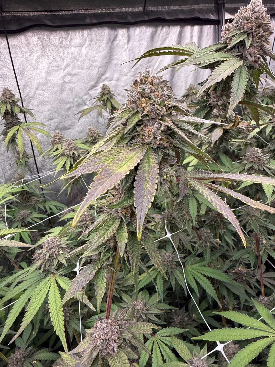 Biscotti Gelato Seeds by Fast Buds